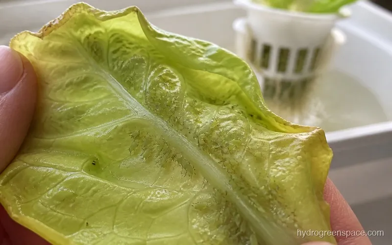Close-up of the underside of a hydroponic lettuce leaf showing a cluster of small green aphids and curled leaf edges