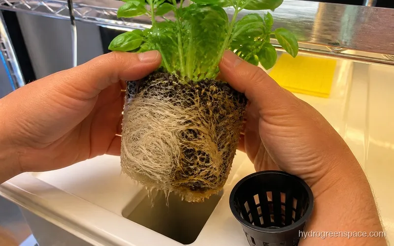 Hands inspecting hydroponic plant roots pulled from a net cup, showing white healthy roots on one side and discolored roots on the other for comparison