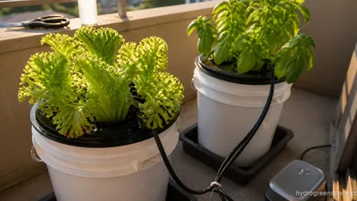 Balcony Hydroponics: Setup, Systems & What to Grow