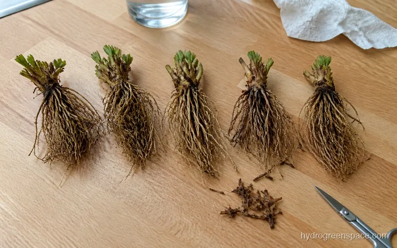 Bare root strawberry crowns laid out on a surface showing the crown, roots, and leaf stubs