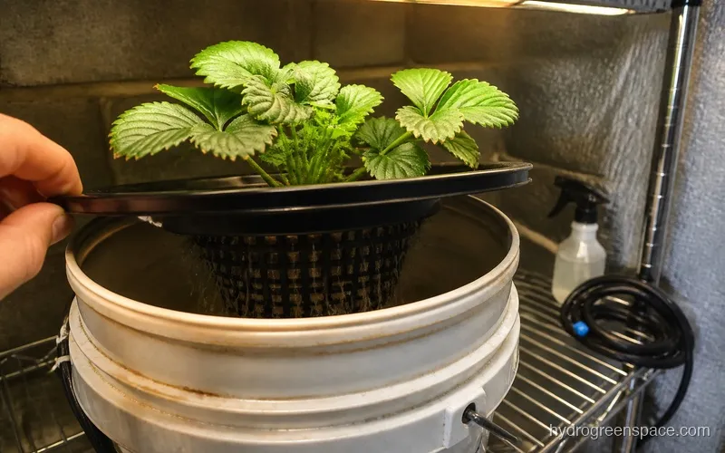 Bare root strawberry plant showing new leaf growth and white roots after two weeks in a hydroponic system