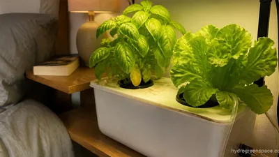 Bedroom Hydroponics: Grow Plants Without Losing Sleep