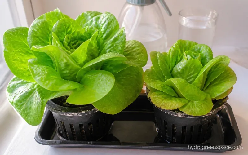 Two lettuce heads in net pots side by side showing size difference from different hydroponic nutrient programs