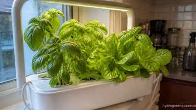 Best Hydroponic System for Apartments (2026 Guide)