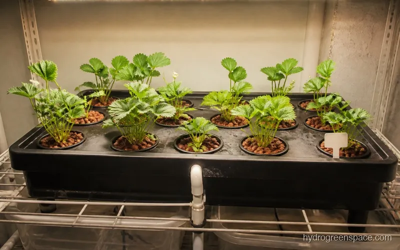 Ebb and flow tray filled with strawberry plants in net pots with hydroton