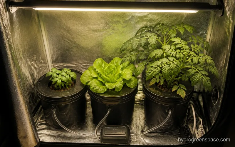 A grow tent with a running hydroponic DWC system inside, LED light on, plants visible at various growth stages