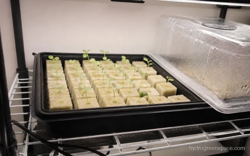 Tray of lettuce seedlings at cotyledon stage in rockwool cubes