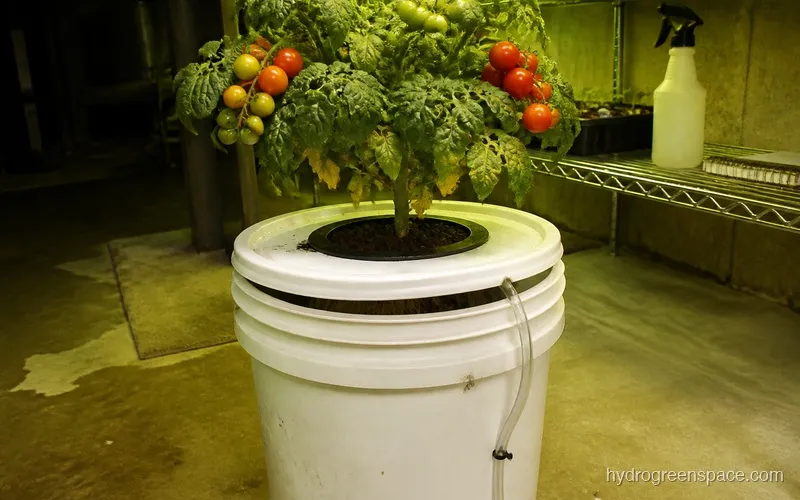 Compact cherry tomato plant with fruit clusters in a net pot DWC system