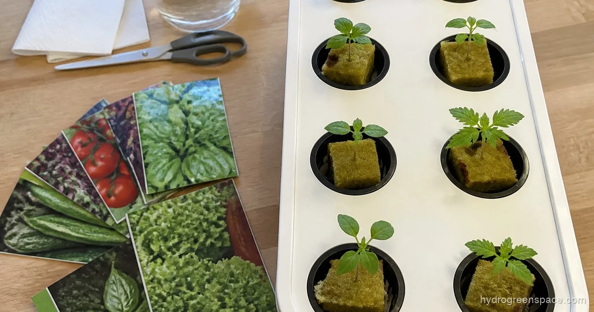 Best Seeds for Hydroponics: Varieties That Thrive