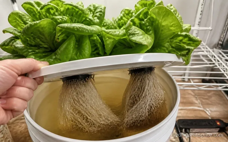 Close-up of butterhead lettuce heads in a multi-site DWC bucket showing developed root systems