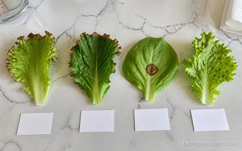 Four hydroponic lettuce leaves side by side showing tip burn, edge burn, center spot, and random splotching