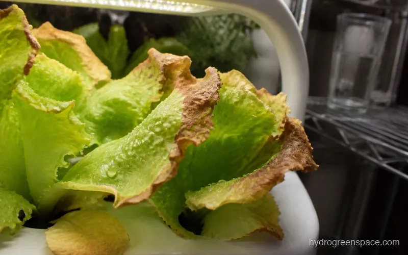 Close-up of hydroponic plant leaves showing brown crispy edges on the leaf margins
