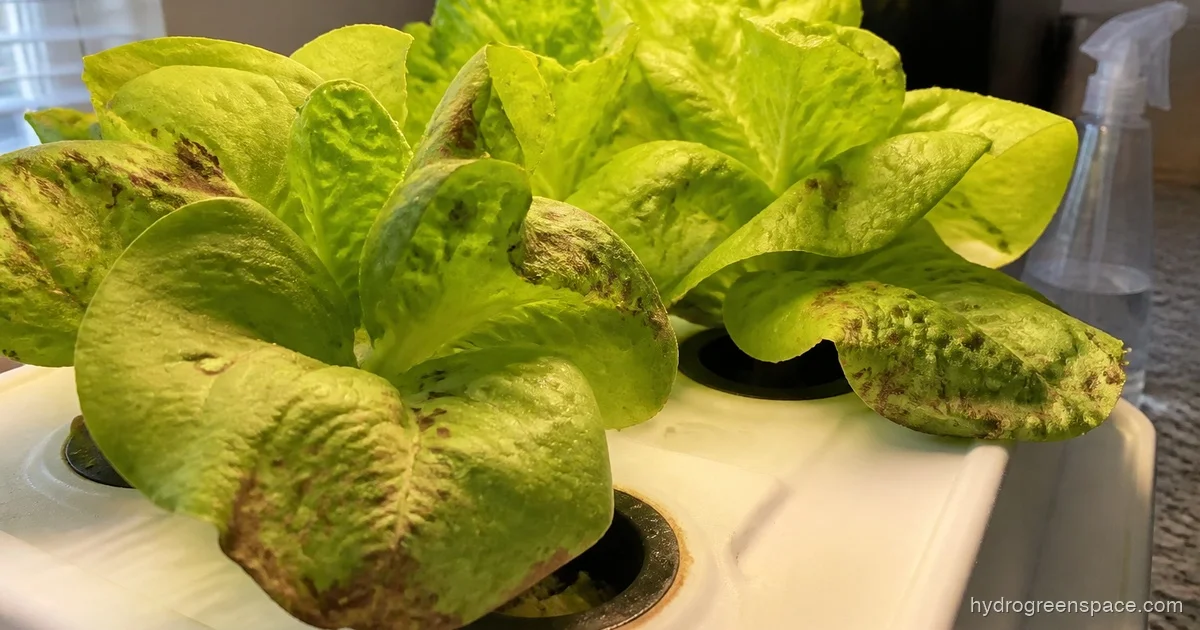 Brown Spots on Hydroponic Leaves: Causes & Fixes