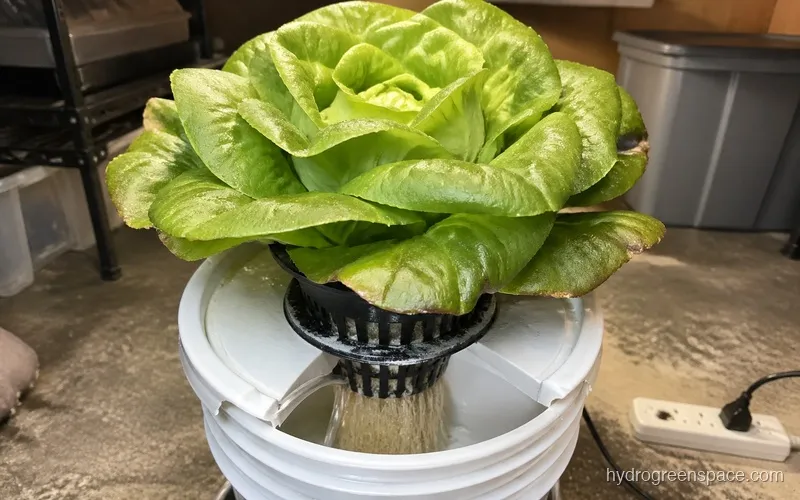 Mature butterhead lettuce head in a net pot, roots visible below, grown in DWC