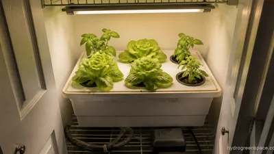 Closet Hydroponics: How to Set Up a Small Grow Space