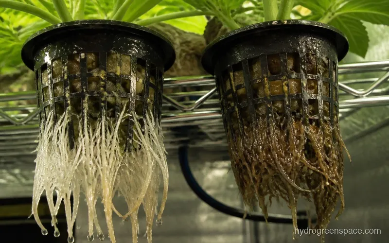 Close-up of healthy white roots in a net pot compared to brown slimy roots showing early root rot