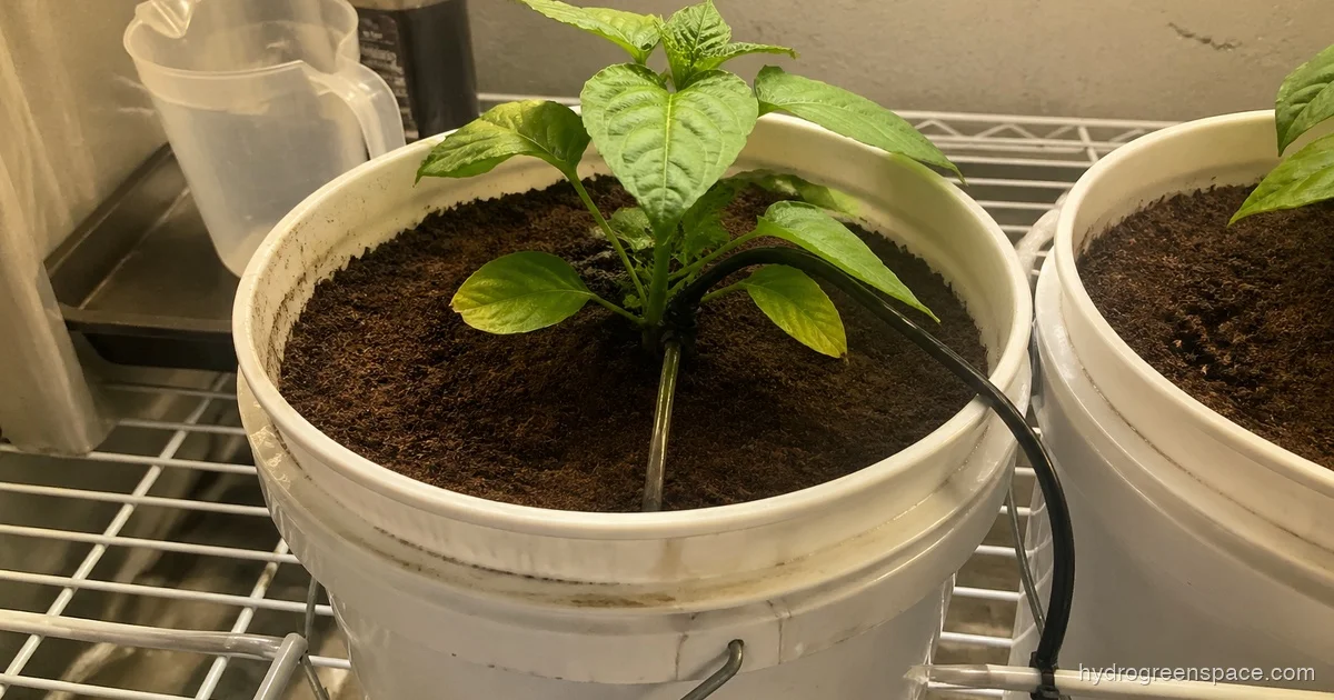 Coco Coir for Hydroponics: Setup, Buffering & Nutrients