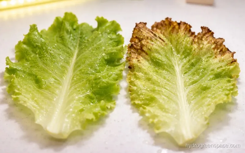 Lettuce leaf showing early nutrient burn on tips versus healthy leaf margins