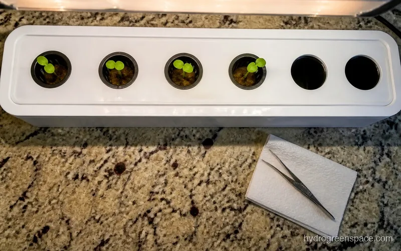 Four of six pods in a countertop hydroponic reservoir showing sprouted herb seedlings, with two empty pods still uncovered