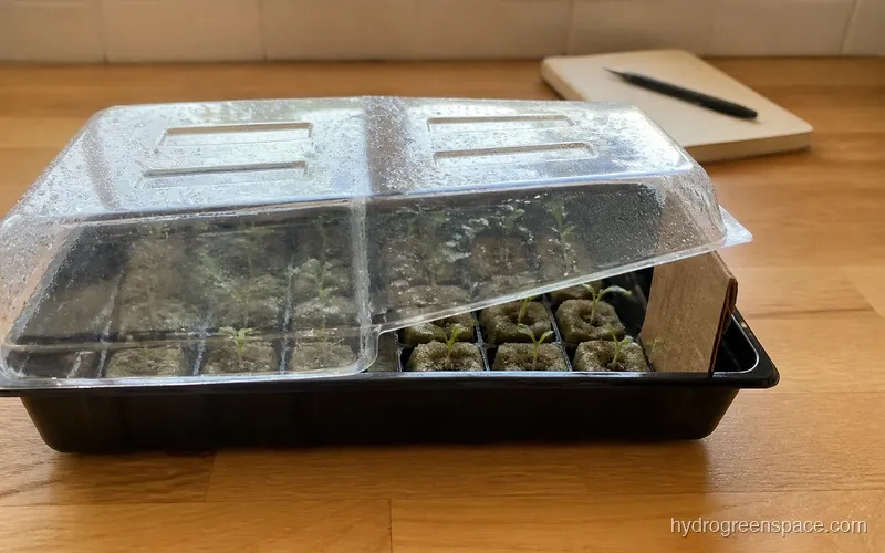 Seed tray with humidity dome propped open on one side showing partial ventilation versus a fully sealed dome