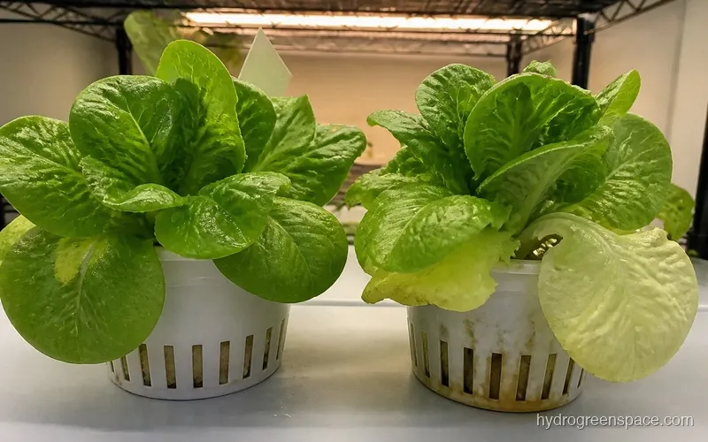Two side-by-side lettuce plants in net cups, one with deep green healthy growth, one with pale yellowing lower leaves from low EC solution