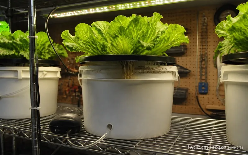 DWC bucket system with net pots and air pump on a garage shelf under LED grow light