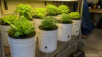 Garage Hydroponics: How to Grow Year-Round