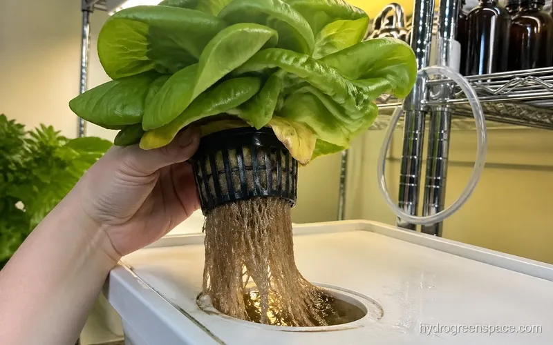 Hands lifting a full butterhead lettuce head from a black net pot with long white roots visible