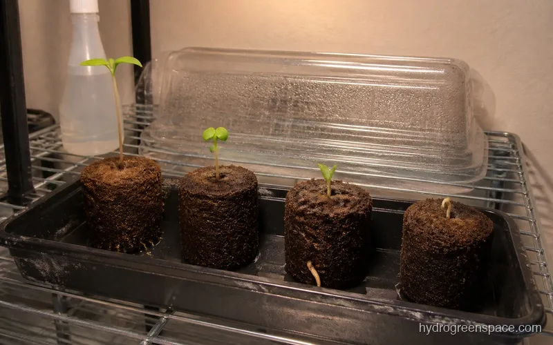 Four Rapid Rooter plugs in a propagation tray with seedlings at different growth stages, roots beginning to show at the base