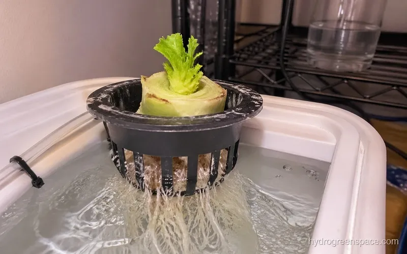 Hydroponic lettuce stump placed in a net pot showing new leaf growth emerging from the center crown with visible healthy white roots below