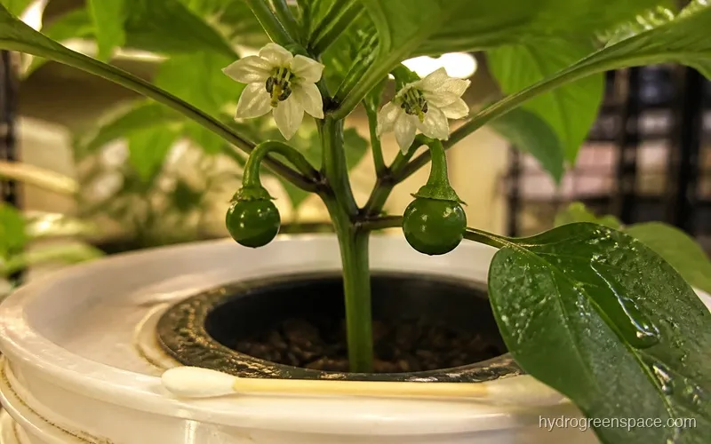 Close-up of pepper plant showing open white flowers and early fruit set in a DWC system
