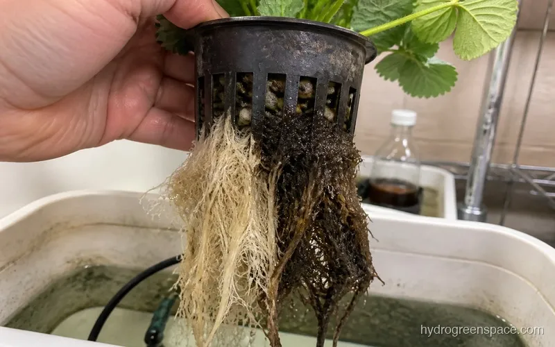 Close-up comparison of healthy white hydroponic strawberry roots versus brown slimy infected roots