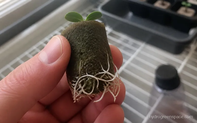 A propagation plug held between fingers showing white roots extending 1 to 2 inches from the bottom, indicating the seedling is transplant-ready