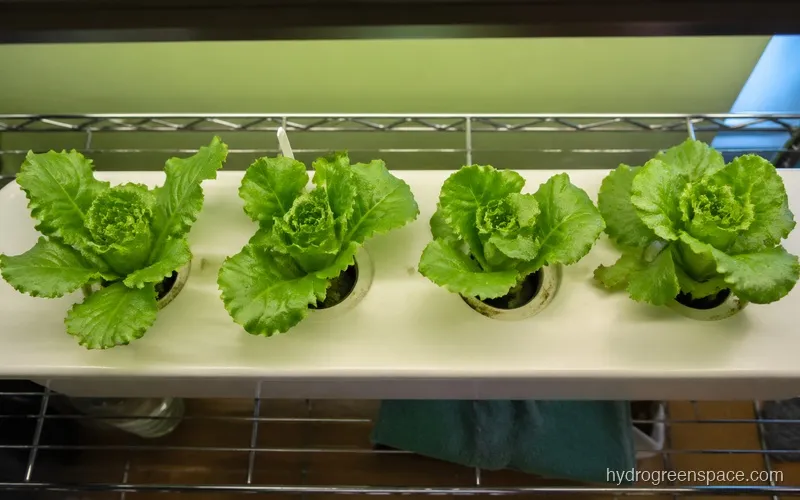 Overhead view of iceberg lettuce plants in a hydroponic channel showing proper 10-12 inch spacing with heads partially formed