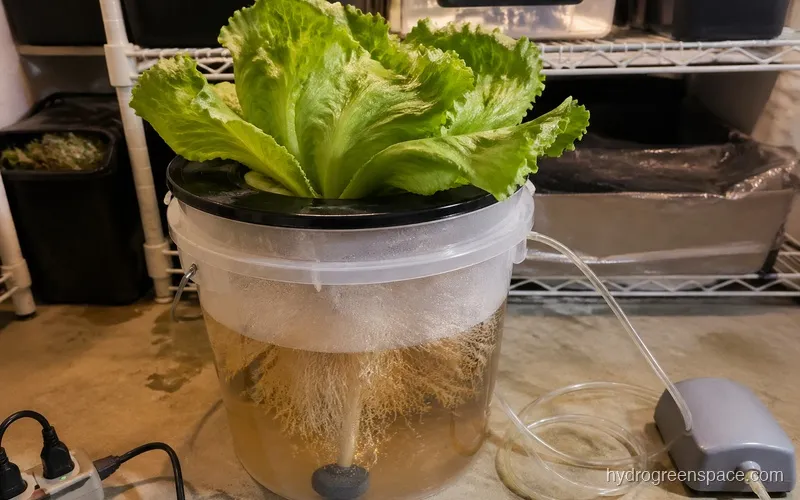 DWC bucket with an iceberg lettuce plant showing the root system submerged in nutrient solution