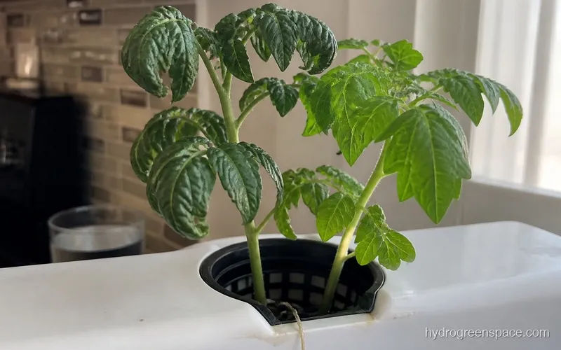 Hydroponic tomato plant showing downward curling leaves alongside a healthy leaf for comparison