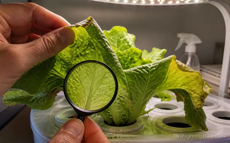 Underside of a hydroponic lettuce leaf being inspected with a magnifying glass for pests