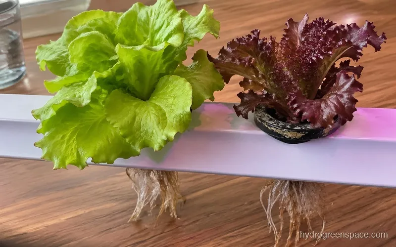 Black Seeded Simpson and Red Sails lettuce growing side by side in a NFT channel with visible roots below the channels
