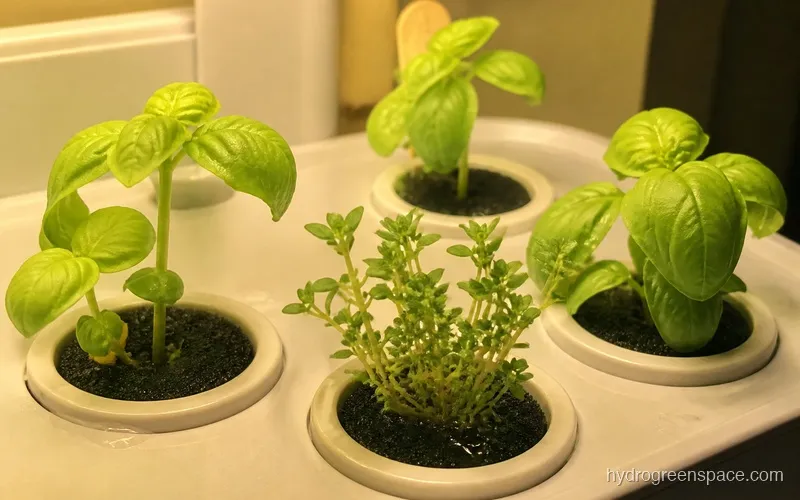 Close-up of LYKO grow pods with basil and thyme seedlings at three weeks of growth