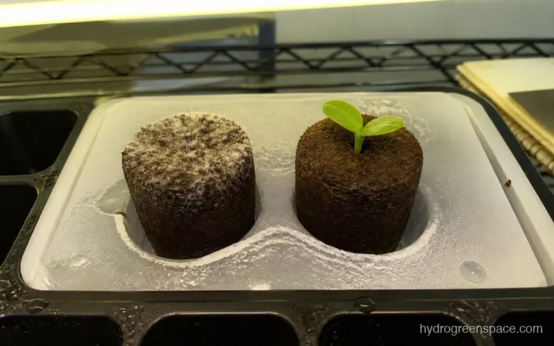Close-up of a hydroponic grow plug with white fuzzy growth on its surface, sitting next to a healthy plug with a seedling emerging