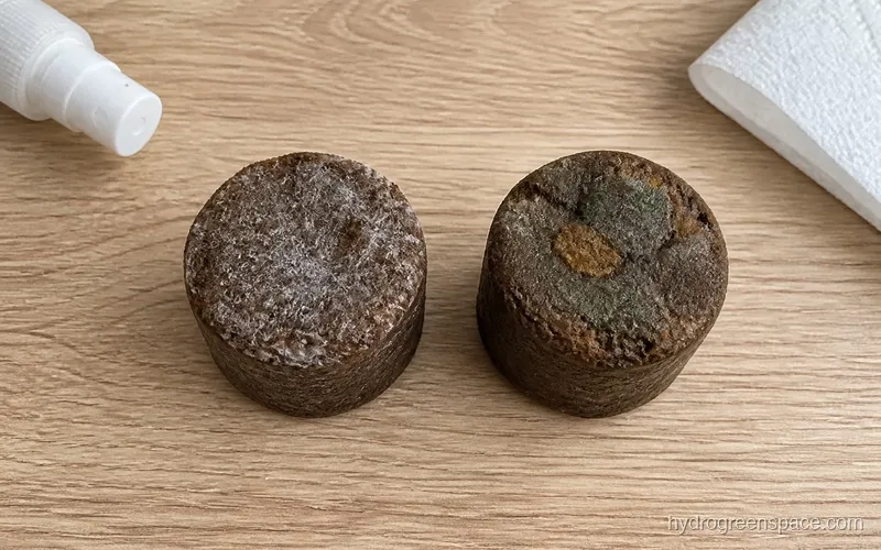 Side-by-side comparison of a grow plug with harmless white mycelium threads versus a plug showing green mold patches