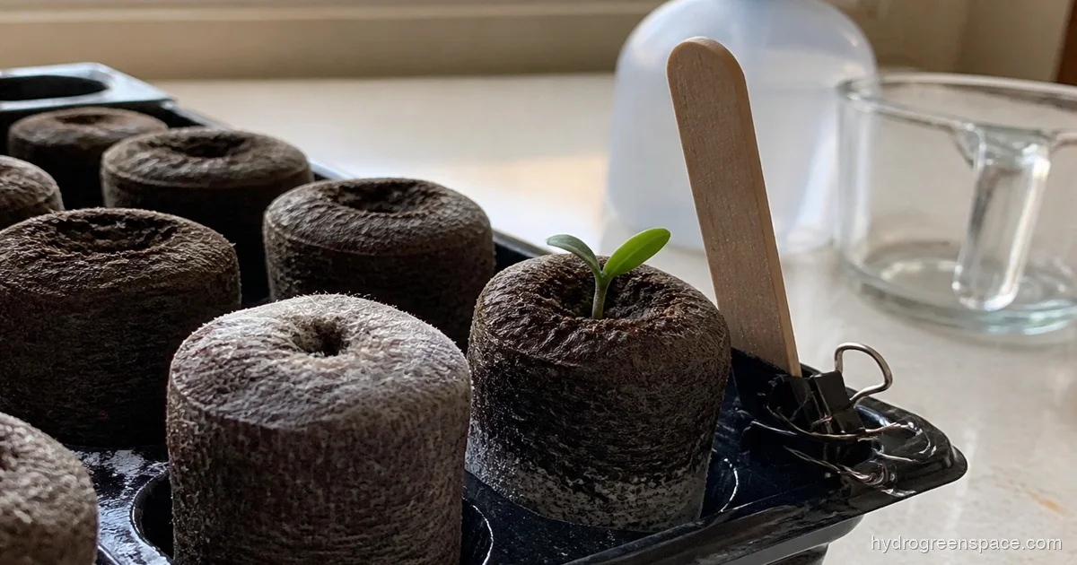 Mold on Hydroponic Sponge: What It Is and How to Fix It