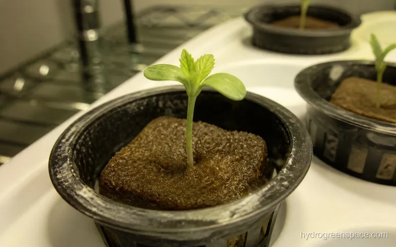 Seedling with visible cotyledons and first true leaves emerging from a net pot with a Rapid Rooter plug