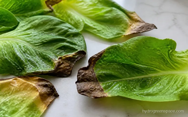 Close-up of lettuce leaves showing crispy brown tips with healthy green centers