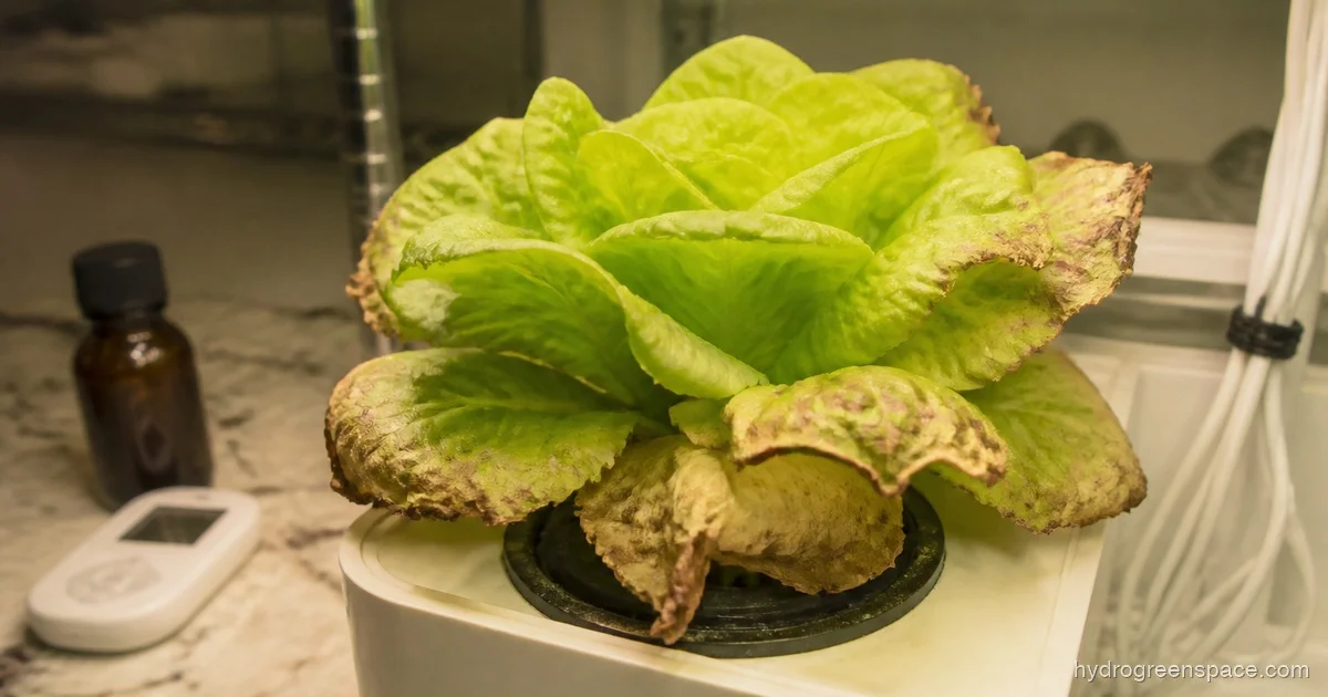 Nutrient Burn in Hydroponics: Causes, Fixes & Prevention