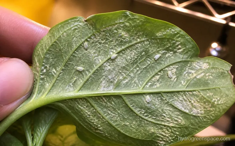 Extreme macro close-up of leaf underside showing whitefly adults clustering near the mid-vein with pale egg clusters, plus silvery thrips feeding streaks across the surface