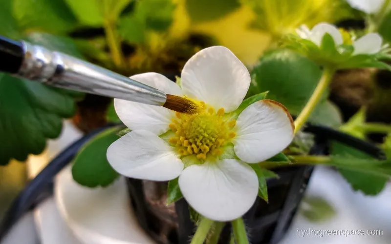 Close-up of a small paintbrush touching the center of an open strawberry flower with yellow pollen visible on the brush tip