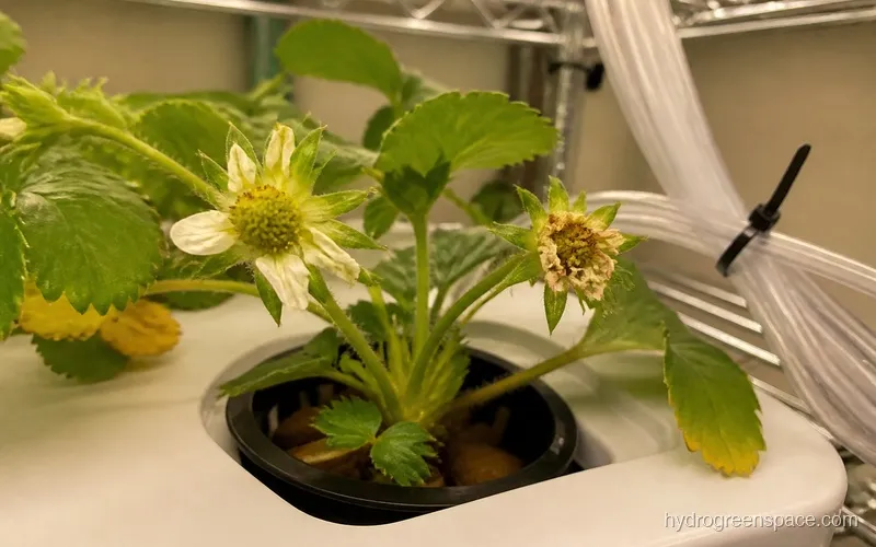 Comparison of a successfully pollinated strawberry flower with a swelling base next to an unpollinated flower that is beginning to drop