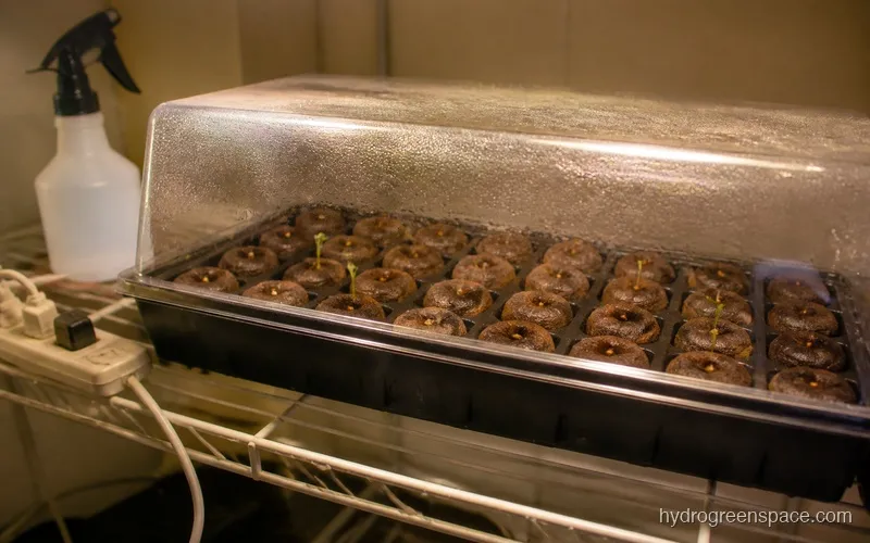 Seed germination plugs in a propagation tray with a humidity dome