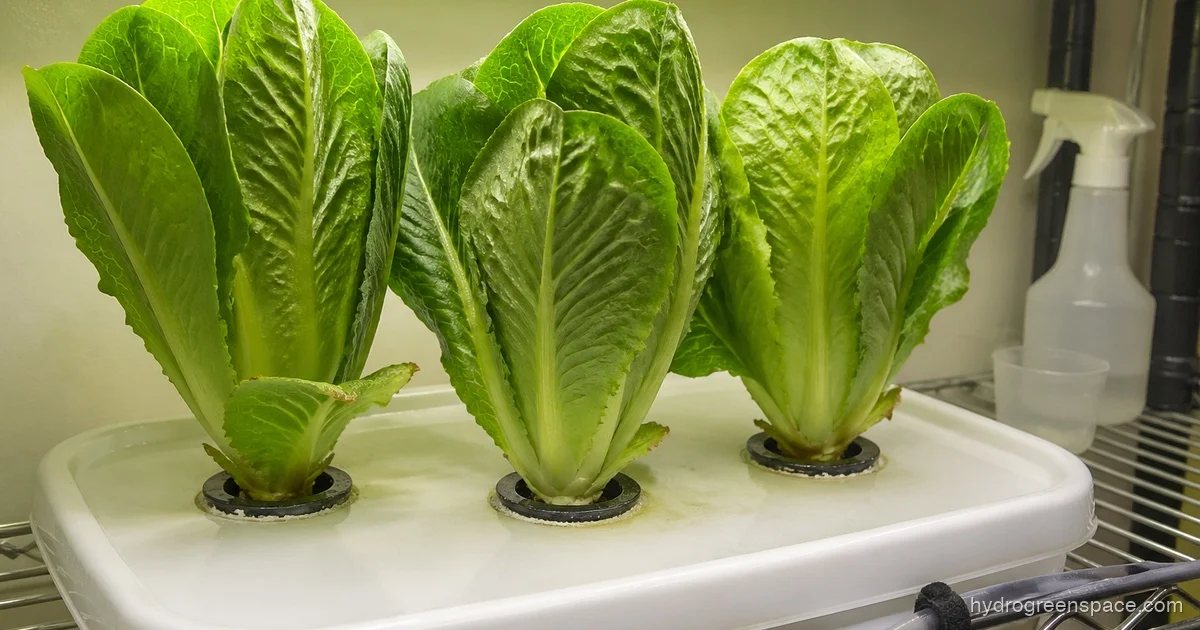 Romaine Lettuce Hydroponics: Head Formation Guide